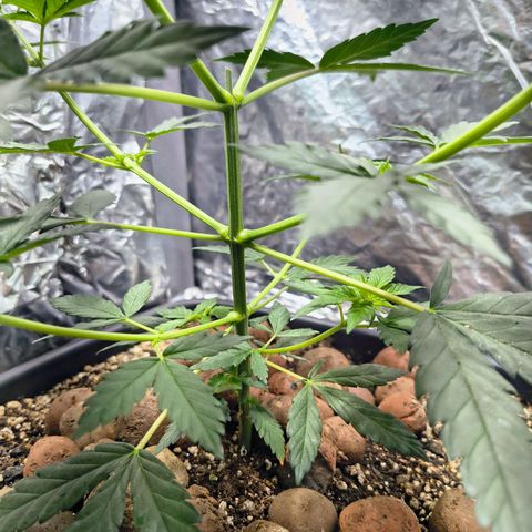 Colombia Dreams Haze  growlog timeline photo