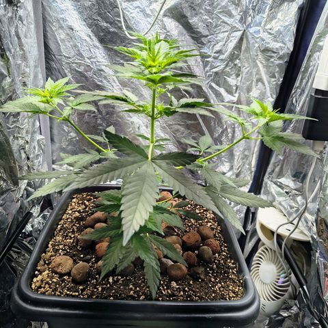 Colombia Dreams Haze  growlog timeline photo