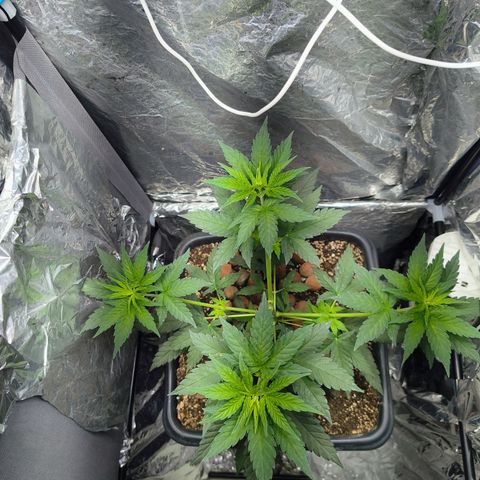 Colombia Dreams Haze  growlog timeline photo