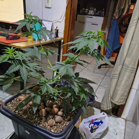 Colombia Dreams Haze  growlog timeline photo