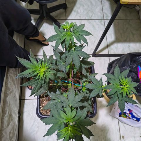 Colombia Dreams Haze  growlog timeline photo