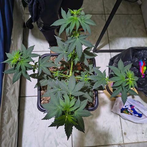 Colombia Dreams Haze  growlog timeline photo