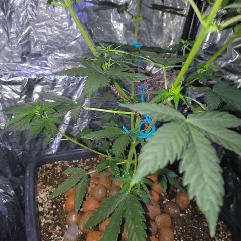 Colombia Dreams Haze  growlog photo: Baixamos a planta porque estava chegando perto das lâmpadas e murchando