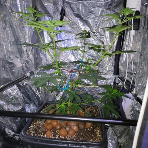 Colombia Dreams Haze  growlog photo: Baixamos a planta porque estava chegando perto das lâmpadas e murchando