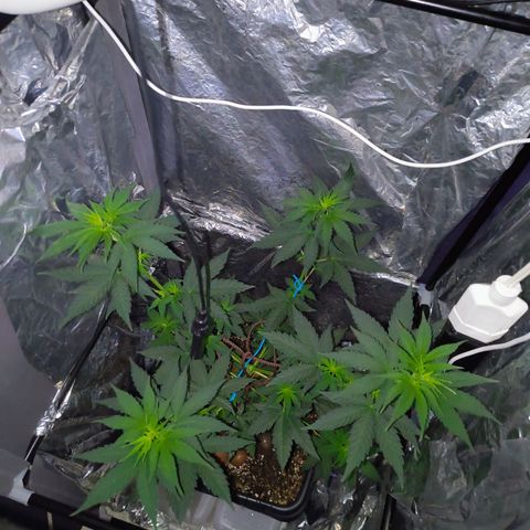Colombia Dreams Haze  growlog photo: Baixamos a planta porque estava chegando perto das lâmpadas e murchando
