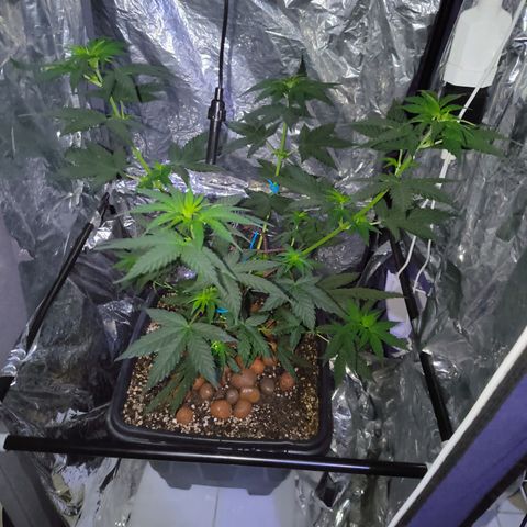 Colombia Dreams Haze  growlog photo: Baixamos a planta porque estava chegando perto das lâmpadas e murchando