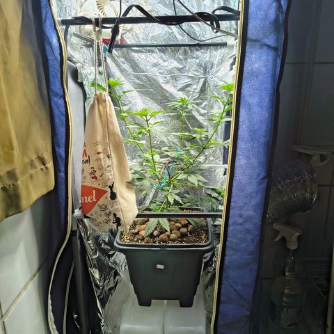 Colombia Dreams Haze  growlog photo: Não tenho mais espaço no grow mas vou deixar até florar