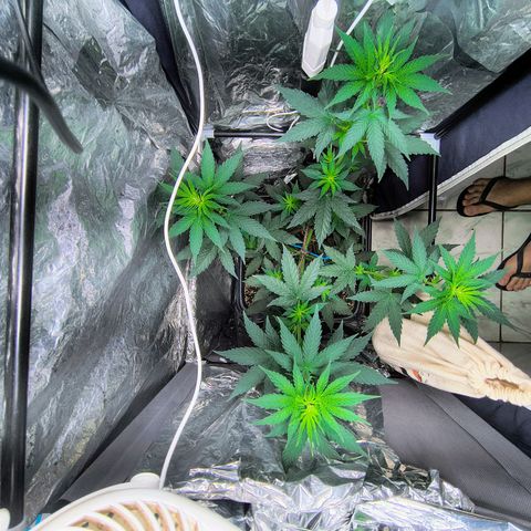 Colombia Dreams Haze  growlog photo: Não tenho mais espaço no grow mas vou deixar até florar