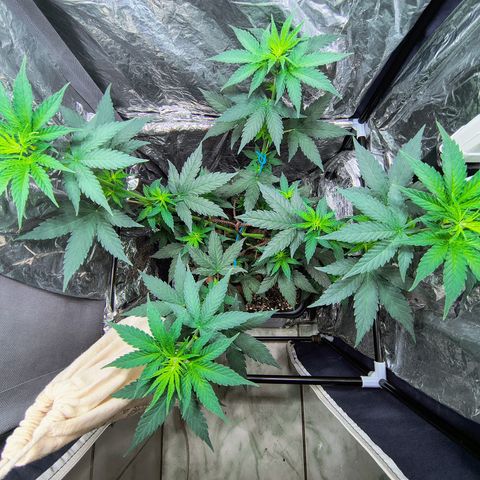Colombia Dreams Haze  growlog photo: Não tenho mais espaço no grow mas vou deixar até florar