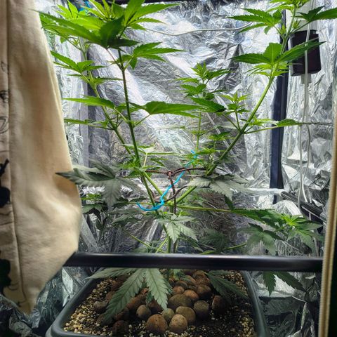 Colombia Dreams Haze  growlog photo: Não tenho mais espaço no grow mas vou deixar até florar