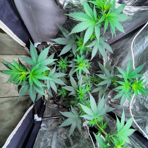 Colombia Dreams Haze  growlog photo: Não cabe mais no grow, tá desenvolvendo os buds menores. 