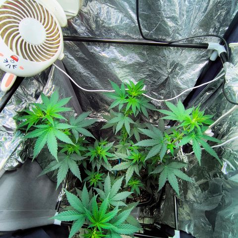Colombia Dreams Haze  growlog photo: Não cabe mais no grow, tá desenvolvendo os buds menores. 