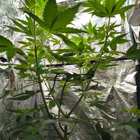 Colombia Dreams Haze  growlog photo: Último dia de vega