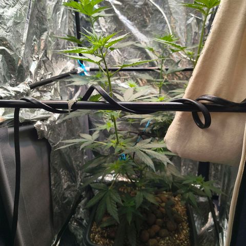 Colombia Dreams Haze  growlog photo: Último dia de vega