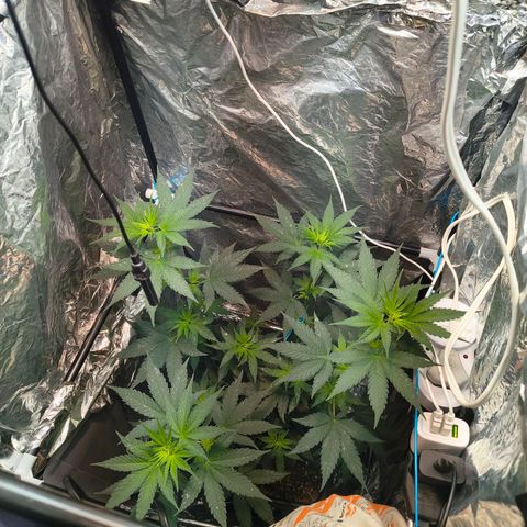 Colombia Dreams Haze  growlog photo: Último dia de vega