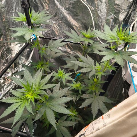 Colombia Dreams Haze  growlog photo: Último dia de vega