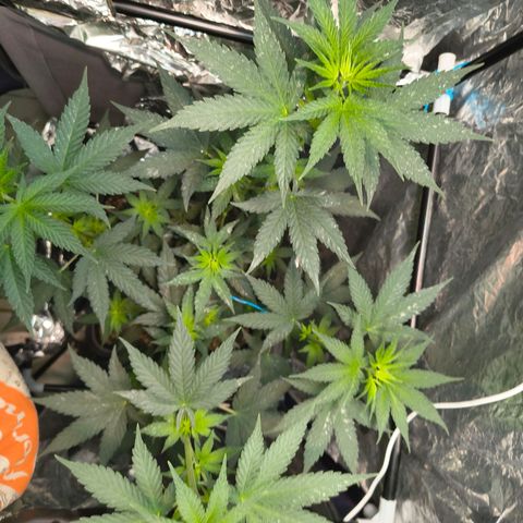 Colombia Dreams Haze  growlog photo: Último dia de vega