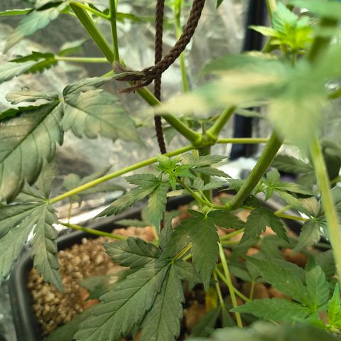 Colombia Dreams Haze  growlog photo: Último dia de vega