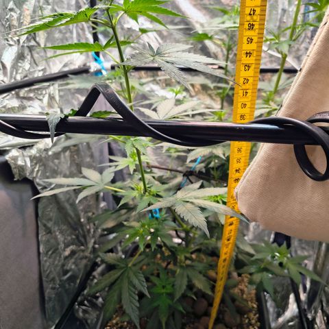 Colombia Dreams Haze  growlog timeline photo