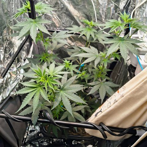 Colombia Dreams Haze  growlog timeline photo