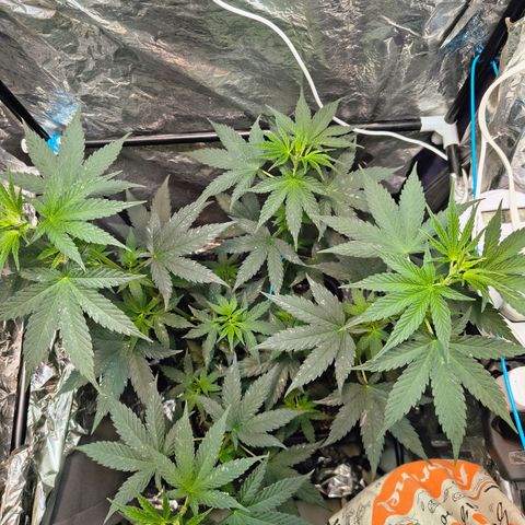 Colombia Dreams Haze  growlog timeline photo