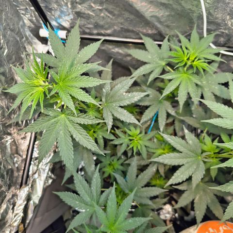 Colombia Dreams Haze  growlog timeline photo