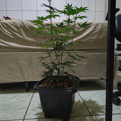 Colombia Dreams Haze  growlog timeline photo