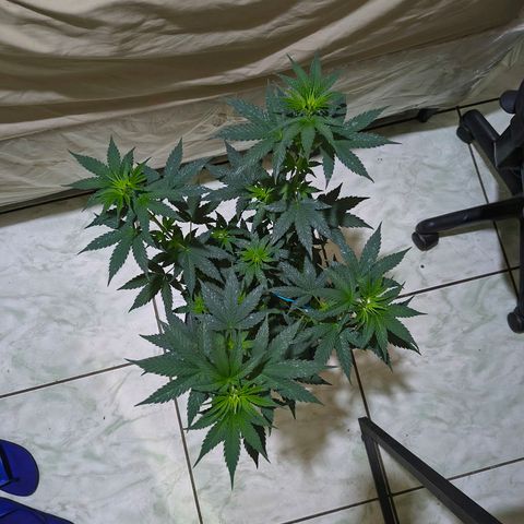Colombia Dreams Haze  growlog timeline photo