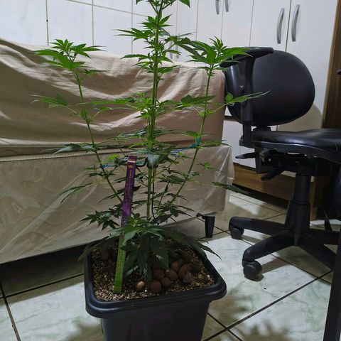 Colombia Dreams Haze  growlog timeline photo