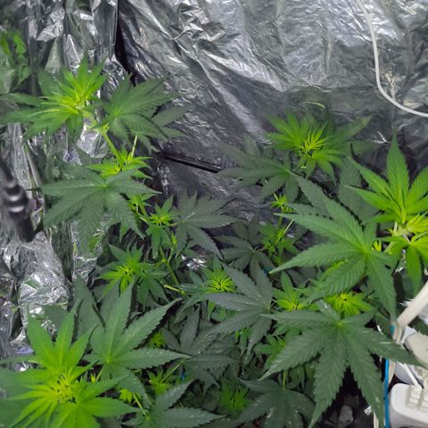 Colombia Dreams Haze  growlog timeline photo
