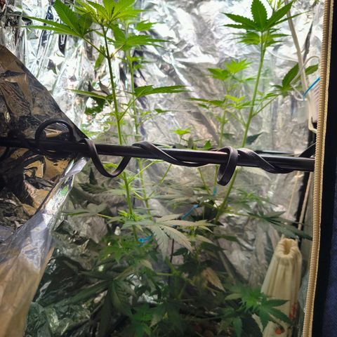 Colombia Dreams Haze  growlog timeline photo