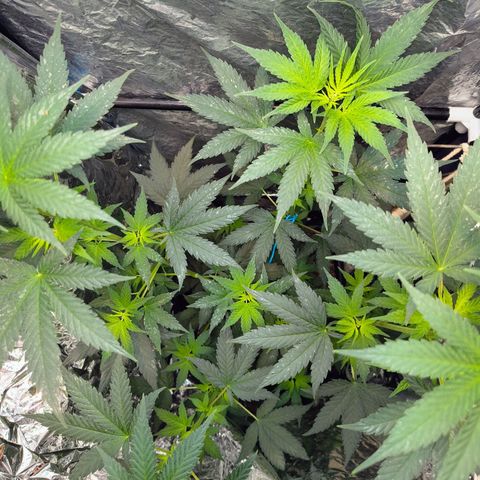 Colombia Dreams Haze  growlog timeline photo