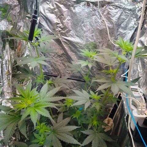 Colombia Dreams Haze  growlog timeline photo