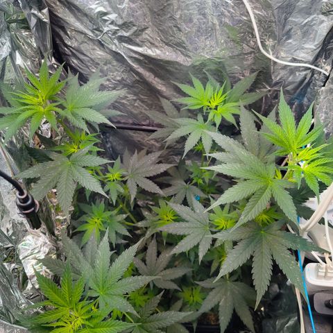 Colombia Dreams Haze  growlog timeline photo