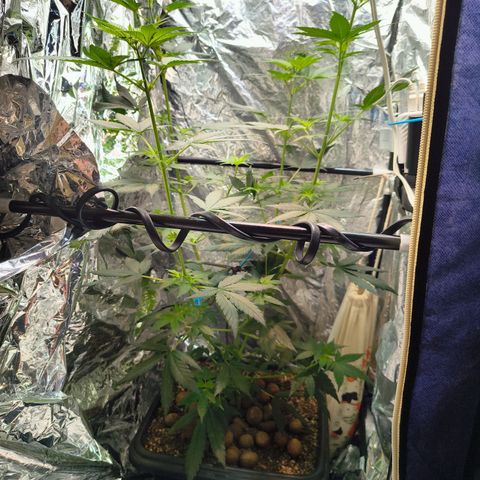 Colombia Dreams Haze  growlog timeline photo