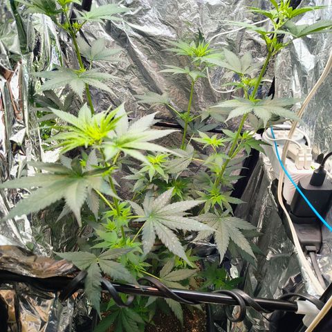 Colombia Dreams Haze  growlog timeline photo