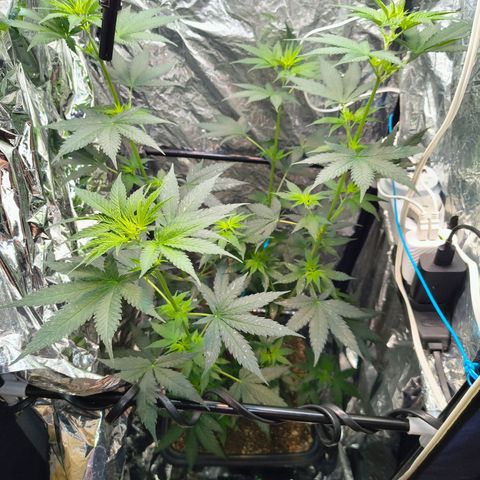 Colombia Dreams Haze  growlog timeline photo