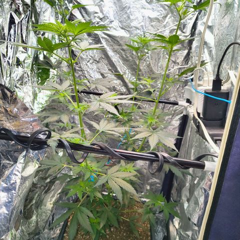 Colombia Dreams Haze  growlog timeline photo