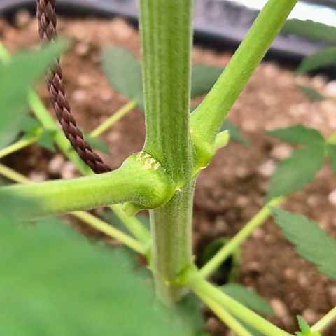Colombia Dreams Haze  growlog timeline photo