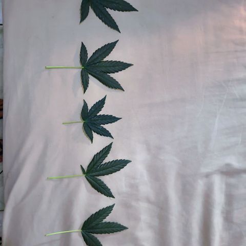 Colombia Dreams Haze  growlog timeline photo