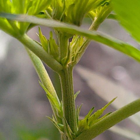 Colombia Dreams Haze  growlog timeline photo
