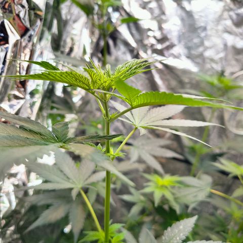 Colombia Dreams Haze  growlog timeline photo