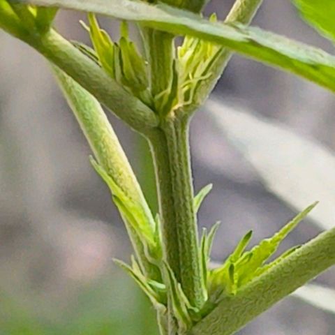 Colombia Dreams Haze  growlog timeline photo