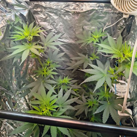 Colombia Dreams Haze  growlog timeline photo