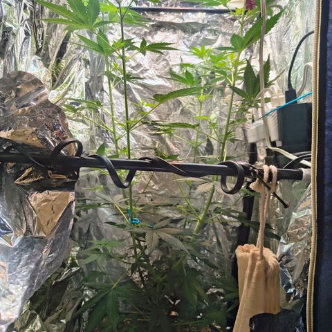 Colombia Dreams Haze  growlog timeline photo