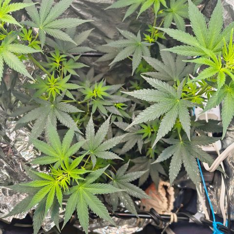 Colombia Dreams Haze  growlog timeline photo
