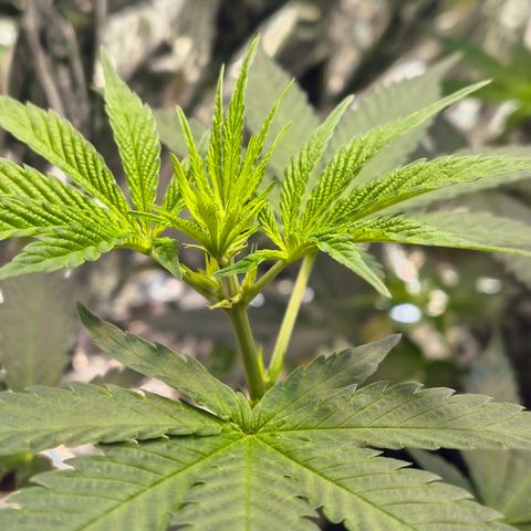 Colombia Dreams Haze  growlog timeline photo