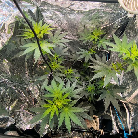 Colombia Dreams Haze  growlog timeline photo