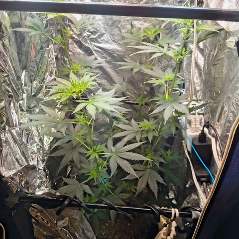 Colombia Dreams Haze  growlog timeline photo