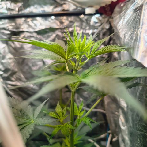 Colombia Dreams Haze  growlog timeline photo